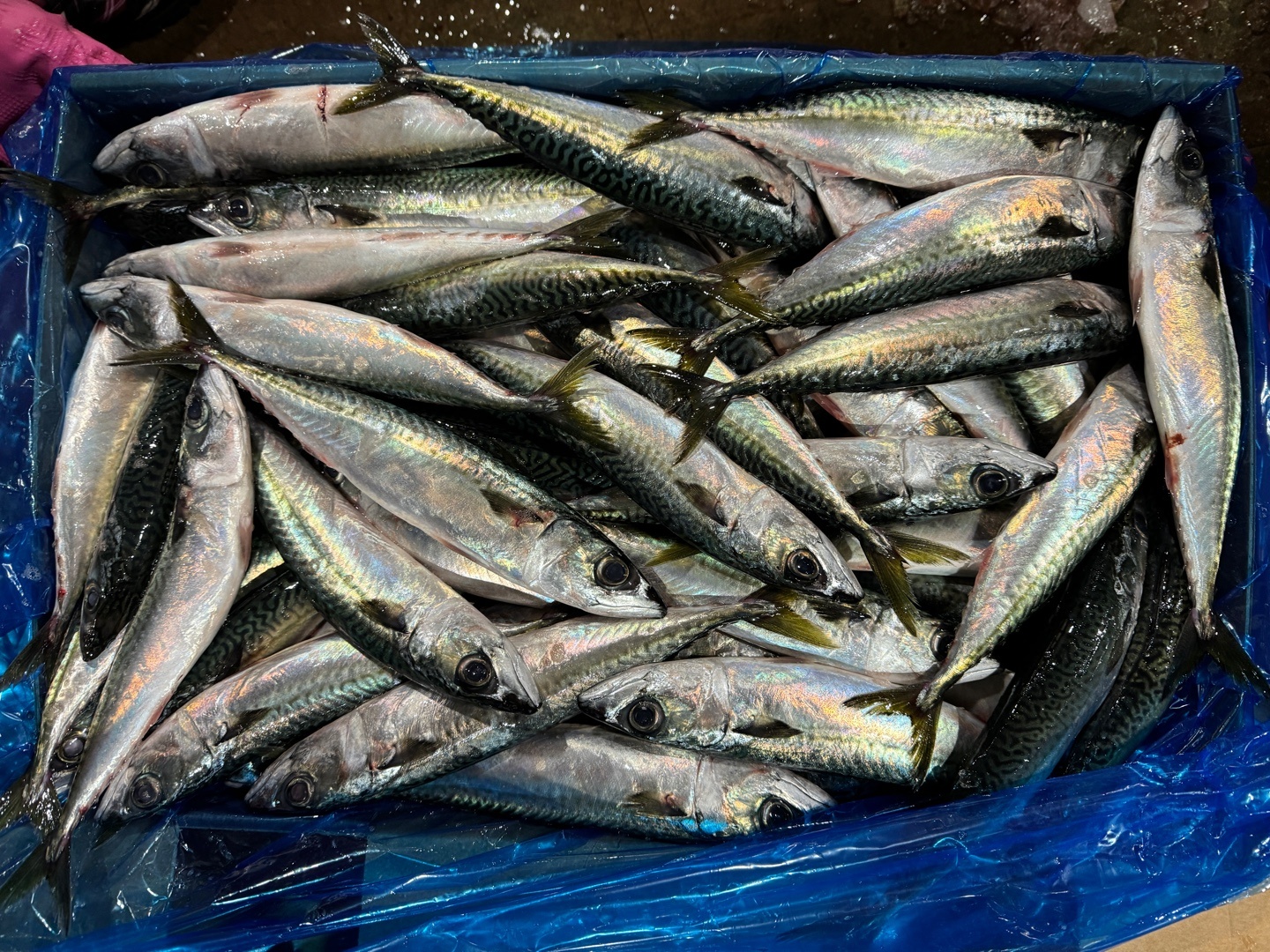 Mackerel